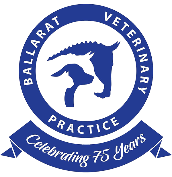 Internships and Externships at Ballarat Veterinary Practice