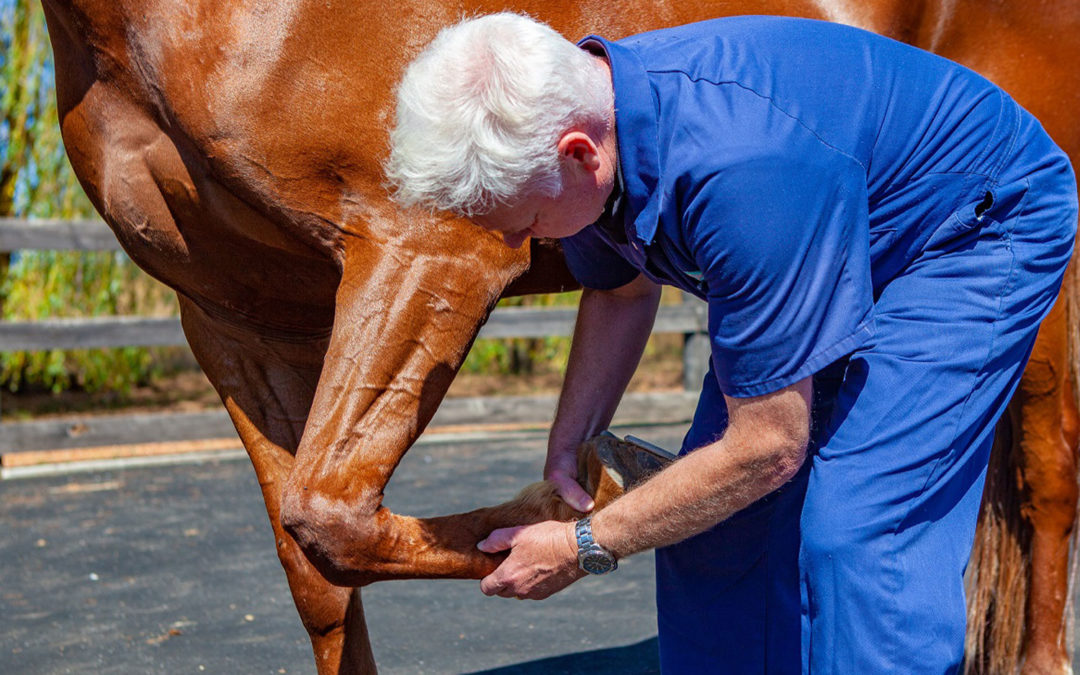 Equine Podiatry