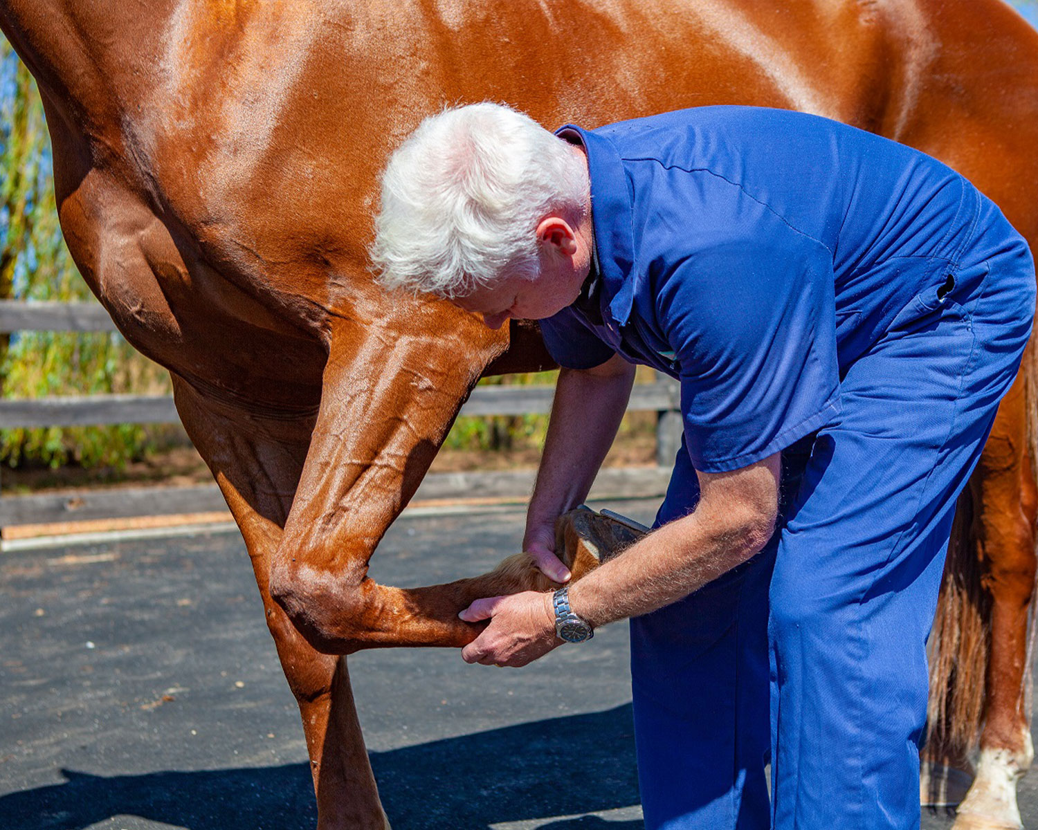 Heel Pain In Performance Horses: TEVC