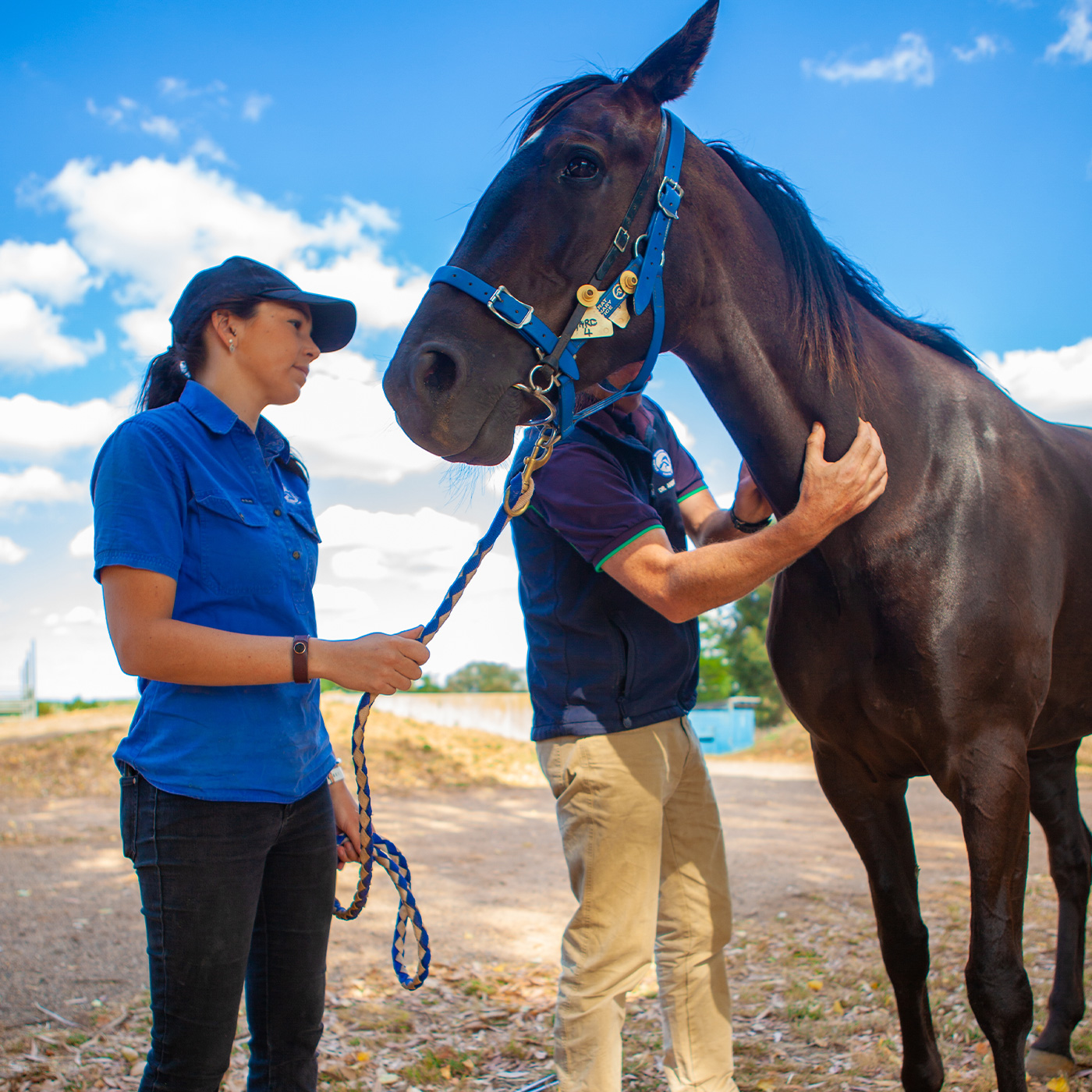 Ballarat Veterinary Practice Equine Clinic - Ambulatory / Mobile Equine Care