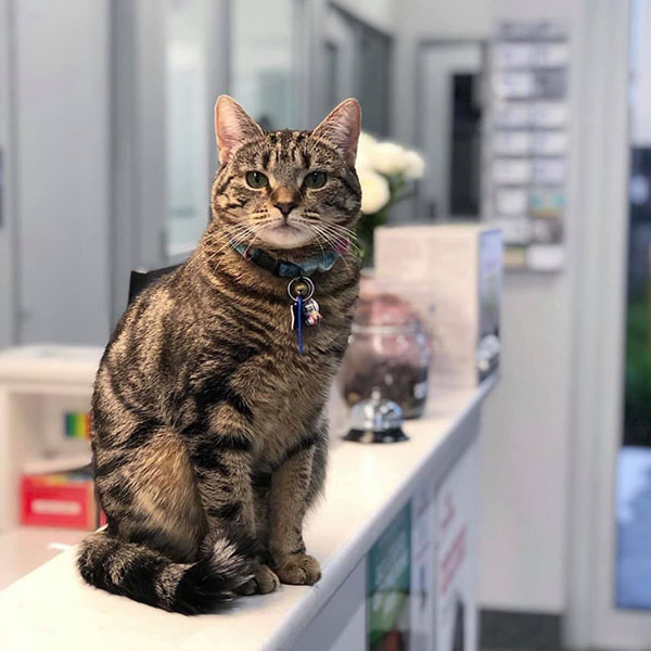 Ballarat Veterinary Practice - Behaviour Questionnaire - Cat