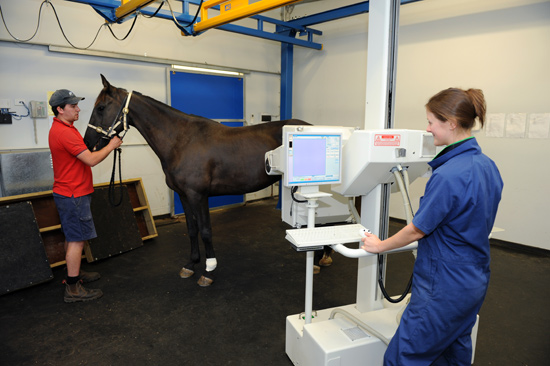 Ballarat Veterinary Practice - Conducting a Bone Scan Ballarat Veterinary Practice - Conducting a Bone Scan