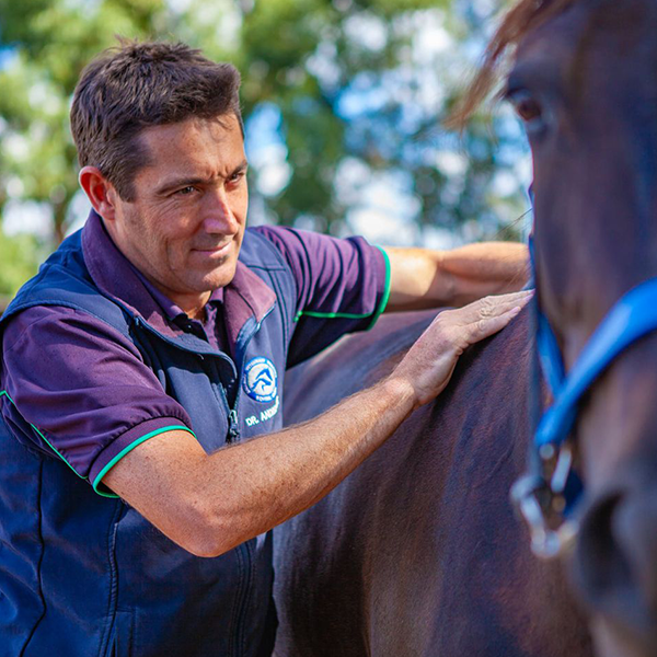 Ballarat Veterinary Practice - Equine Clinic - General Equine Medicine