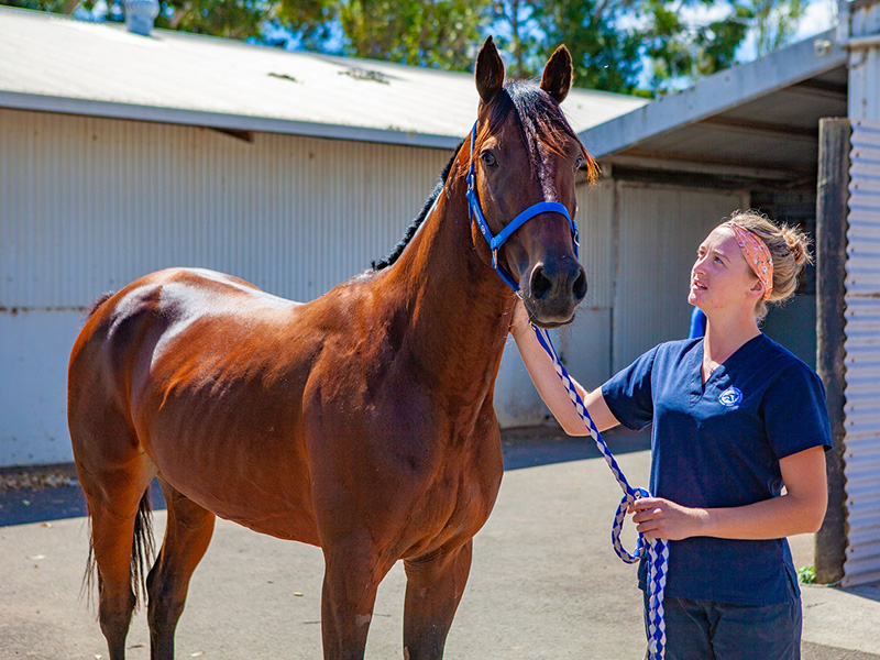 Equine Internship 2022 Position Available Ballarat Veterinary Practice