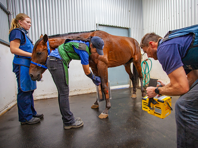 Ballarat Veterinary Practice - Equine Clinic Staff - Meet the Team