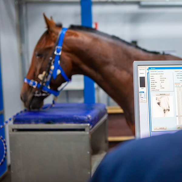 Ballarat Veterinary Practice - Equine Clinic - Equine Imaging