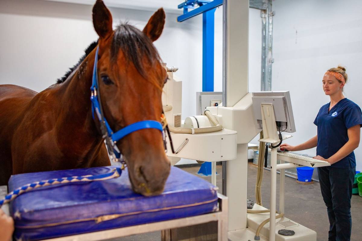 Equine Internship Outline Ballarat Veterinary Practice