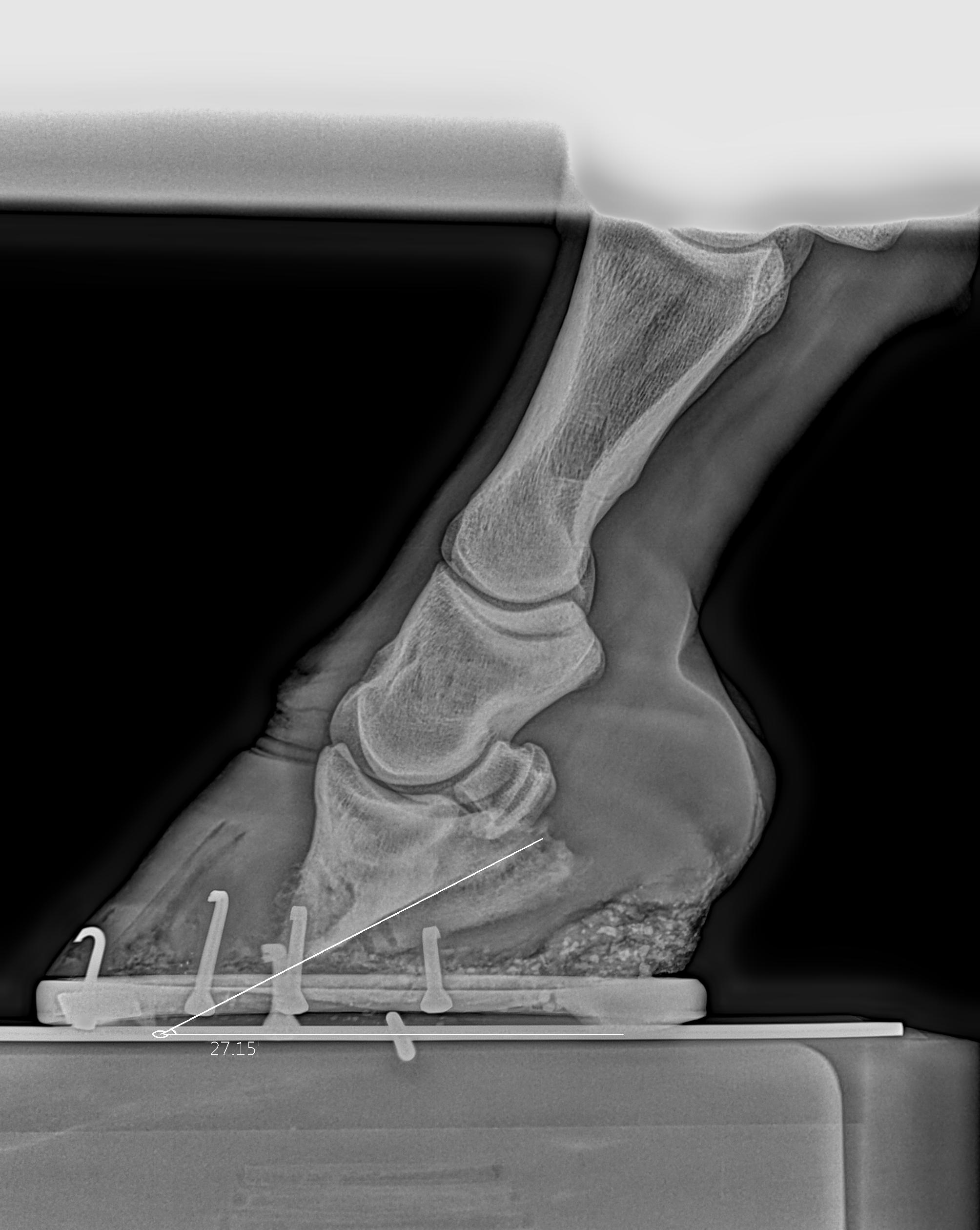 Ballarat Veterinary Practice - Equine Podiatry - Severe rotation in a case of laminitis
