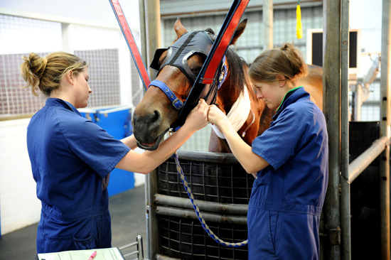 Ballarat Veterinary Practice - Laproscopy Ballarat Veterinary Practice - Laproscopy