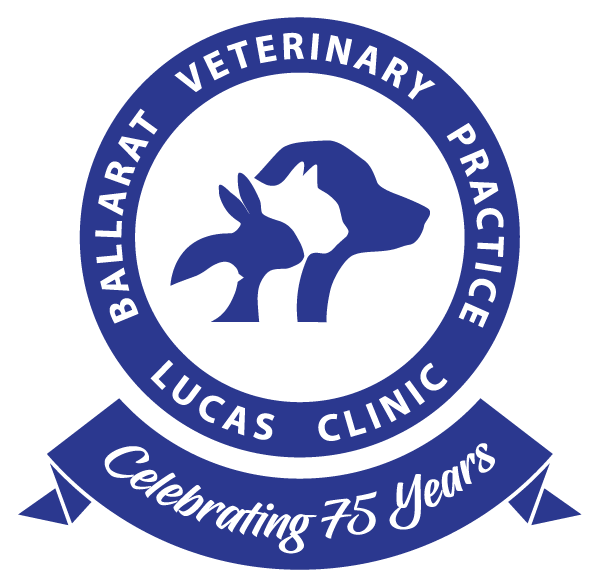 Ballarat Veterinary Practice - Contact Lucas Veterinary Clinic