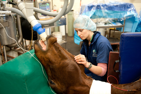 Ballarat Veterinary Practice - Monitoring an anaesthetic Ballarat Veterinary Practice - Monitoring an anaesthetic