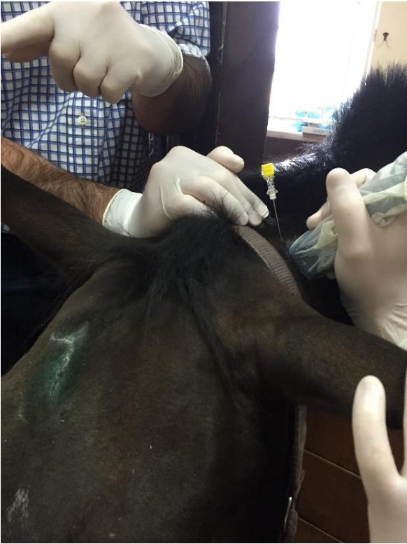 Ballarat Veterinary Practice - Treatment of Roarers by Nerve Graft Surgery