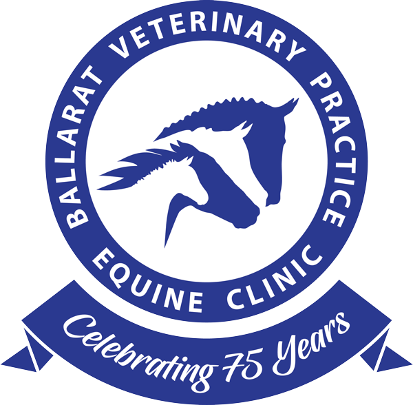 BVP - Equine Clinic