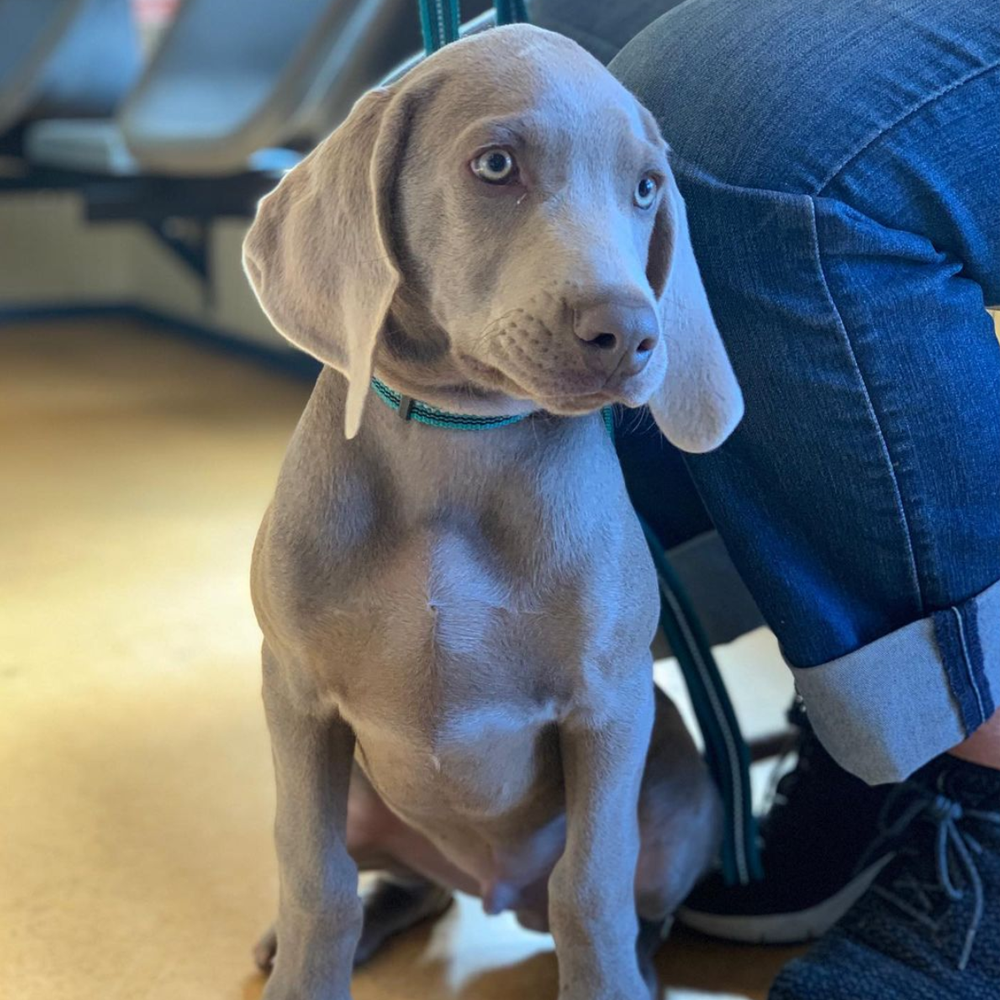 Ballarat Veterinary Practice - Ballarat Puppy School