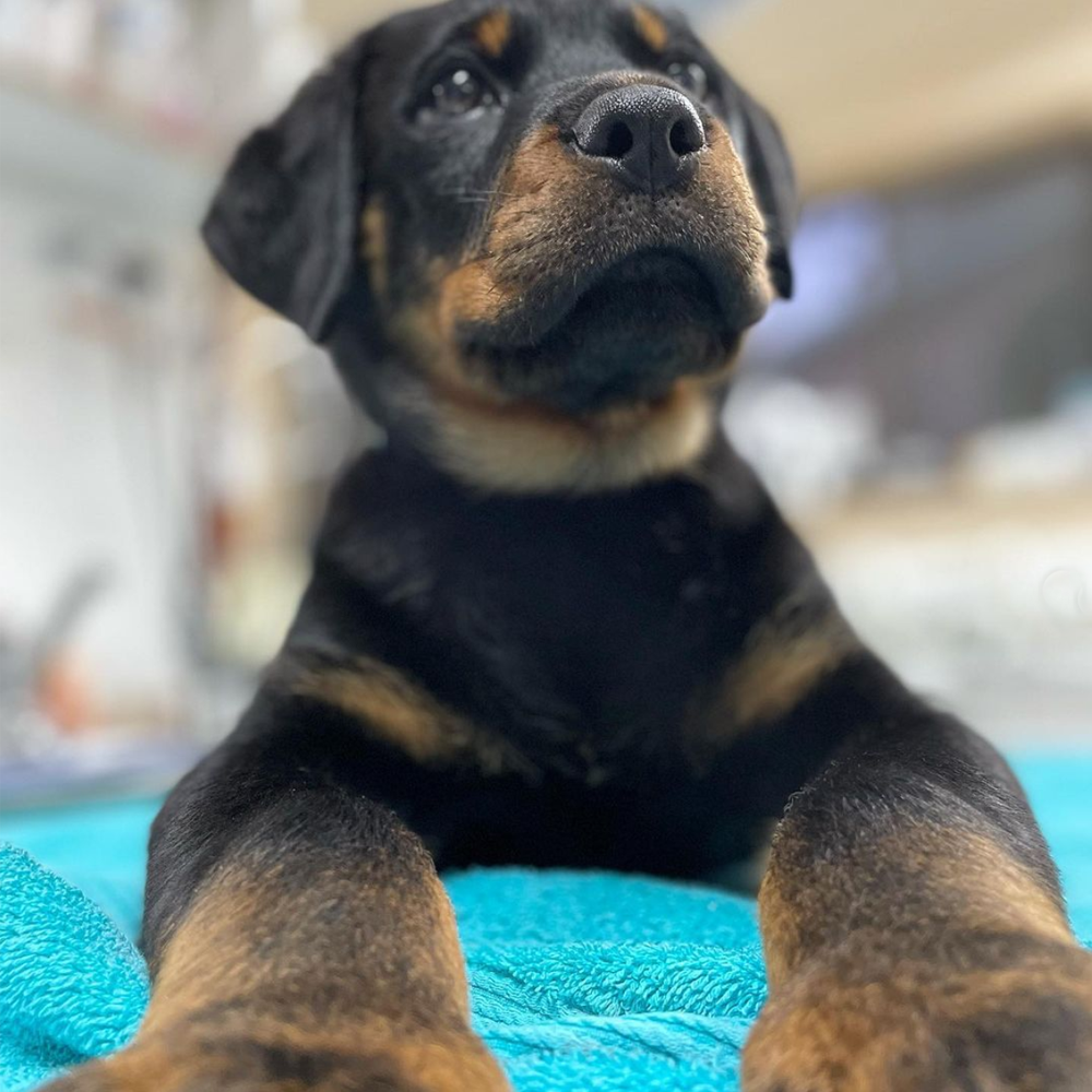 Ballarat Veterinary Practice - Puppy Preschool - Bones the Puppy