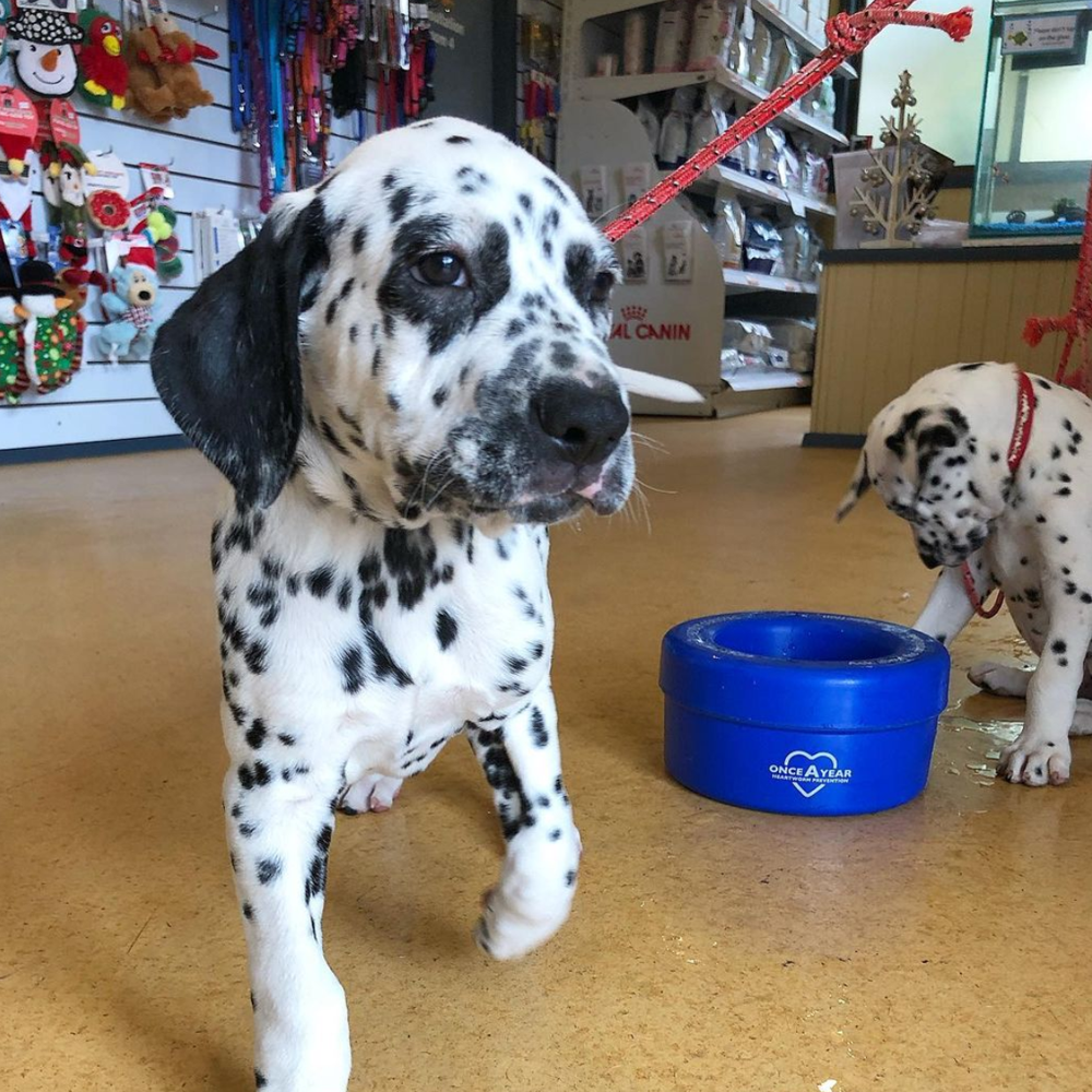 Ballarat Veterinary Practice - Dalmatian Puppies