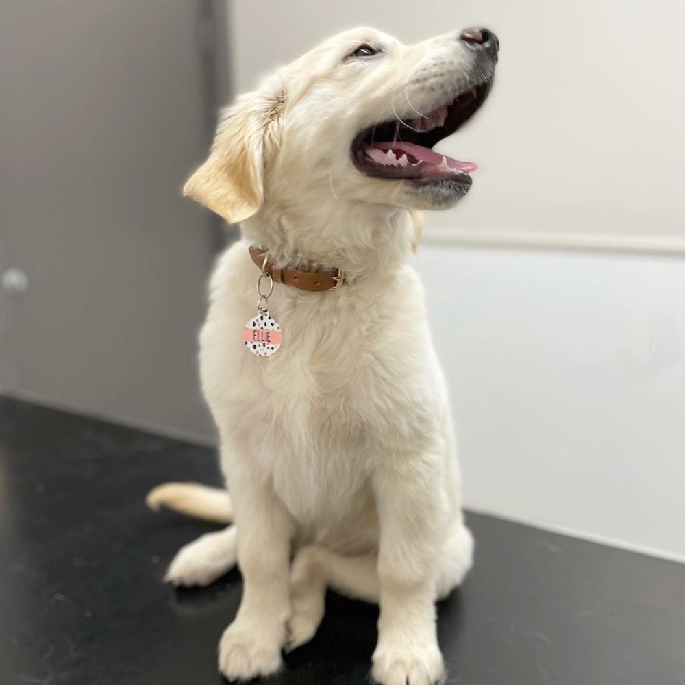 Ballarat Veterinary Practice - Ellie the Puppy - Puppy Pre-school Ballarat