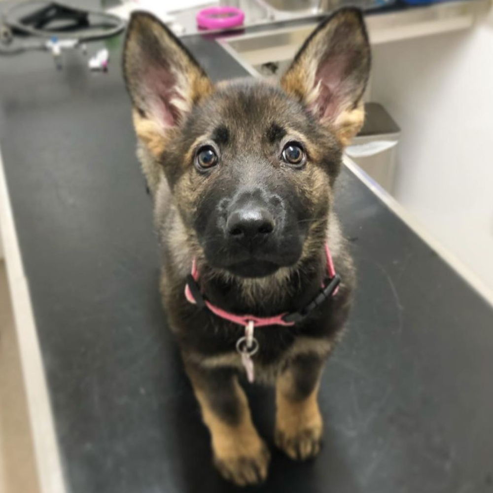 Ballarat Vet Practice - Puppy Pre-school