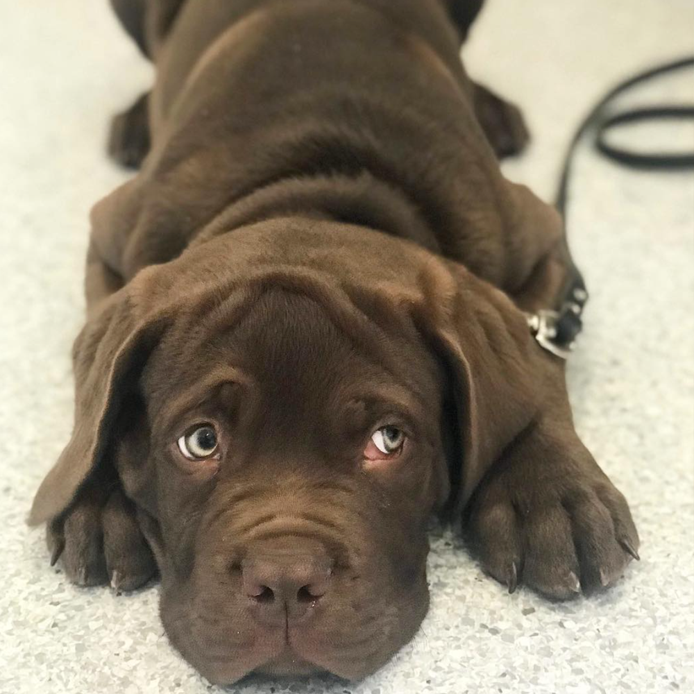 Ballarat Veterinary Practice - Leo the Puppy