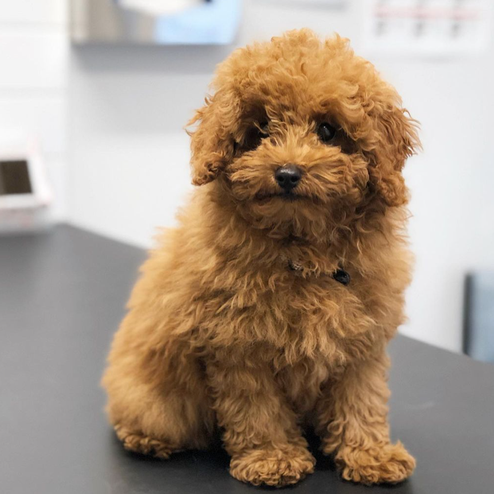 Ballarat Veterinary Practice - Opie the Puppy - Puppy Pre-school