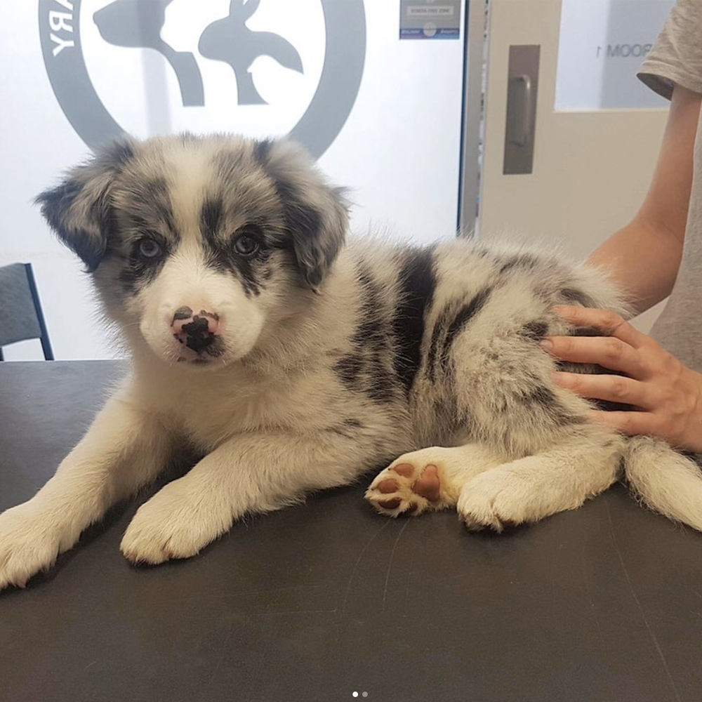 Ballarat Veterinary Practice - Puppy Pre School - Pippa the Puppy