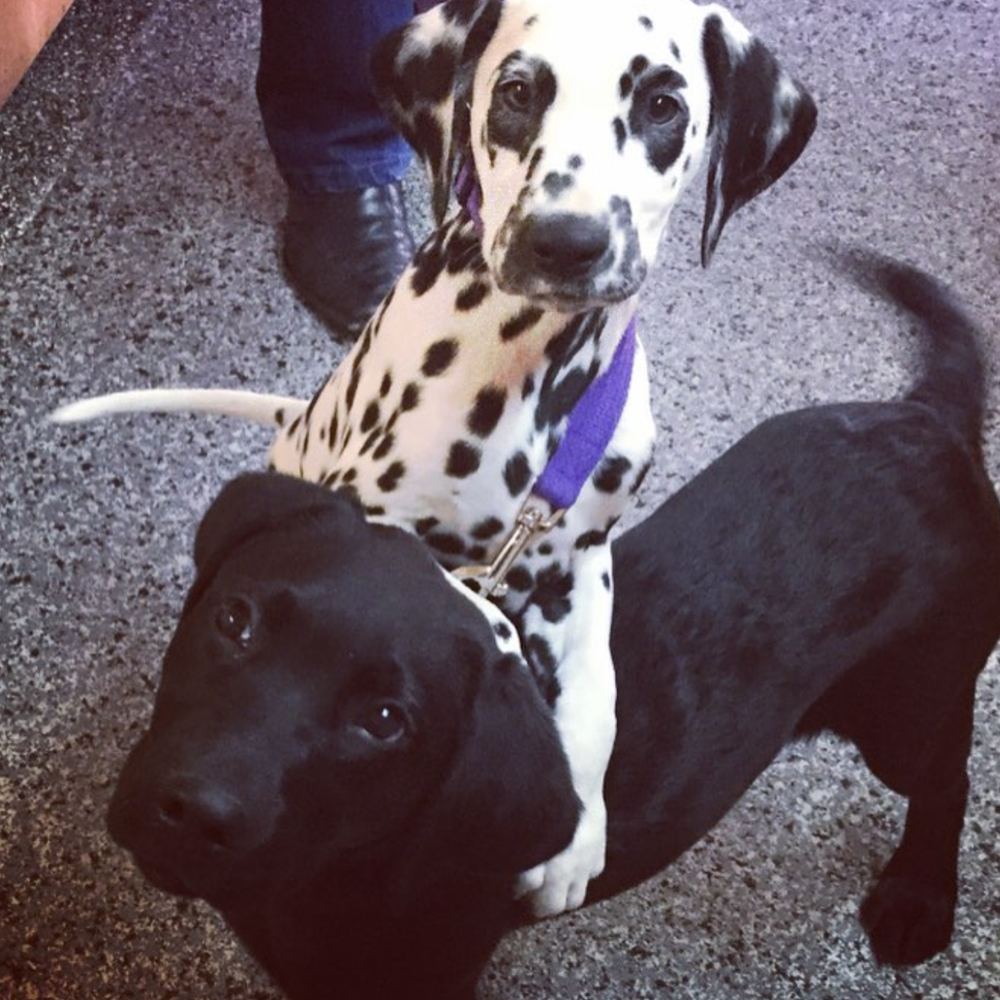 Ballarat Veterinary Practice - Puppy Pre-School - Thunder and Lightning