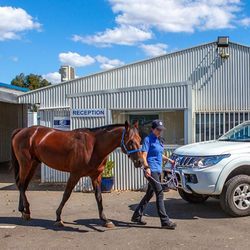 Equine vet best sale clinics near me