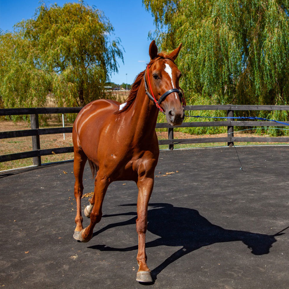Racetrack Practice Ballarat Veterinary Practice