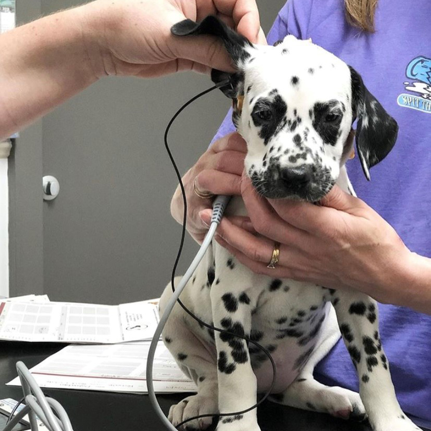 Ballarat Vet Practice - BAER Hearing Testing