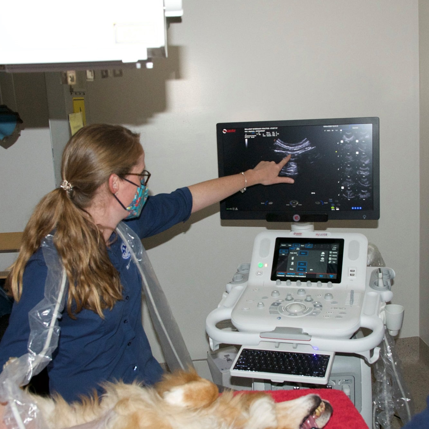 Ballarat Vet Practice - Diagnostic Imaging - Ultrasonography
