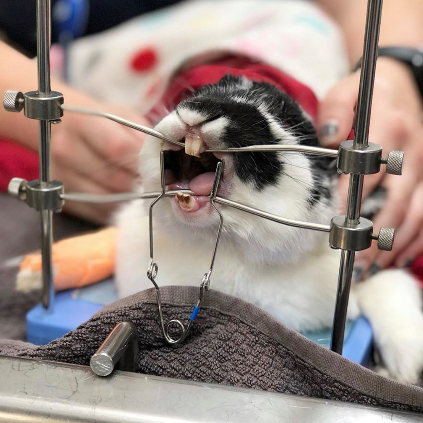 Ballarat Vet Practice - Rabbit Dentistry