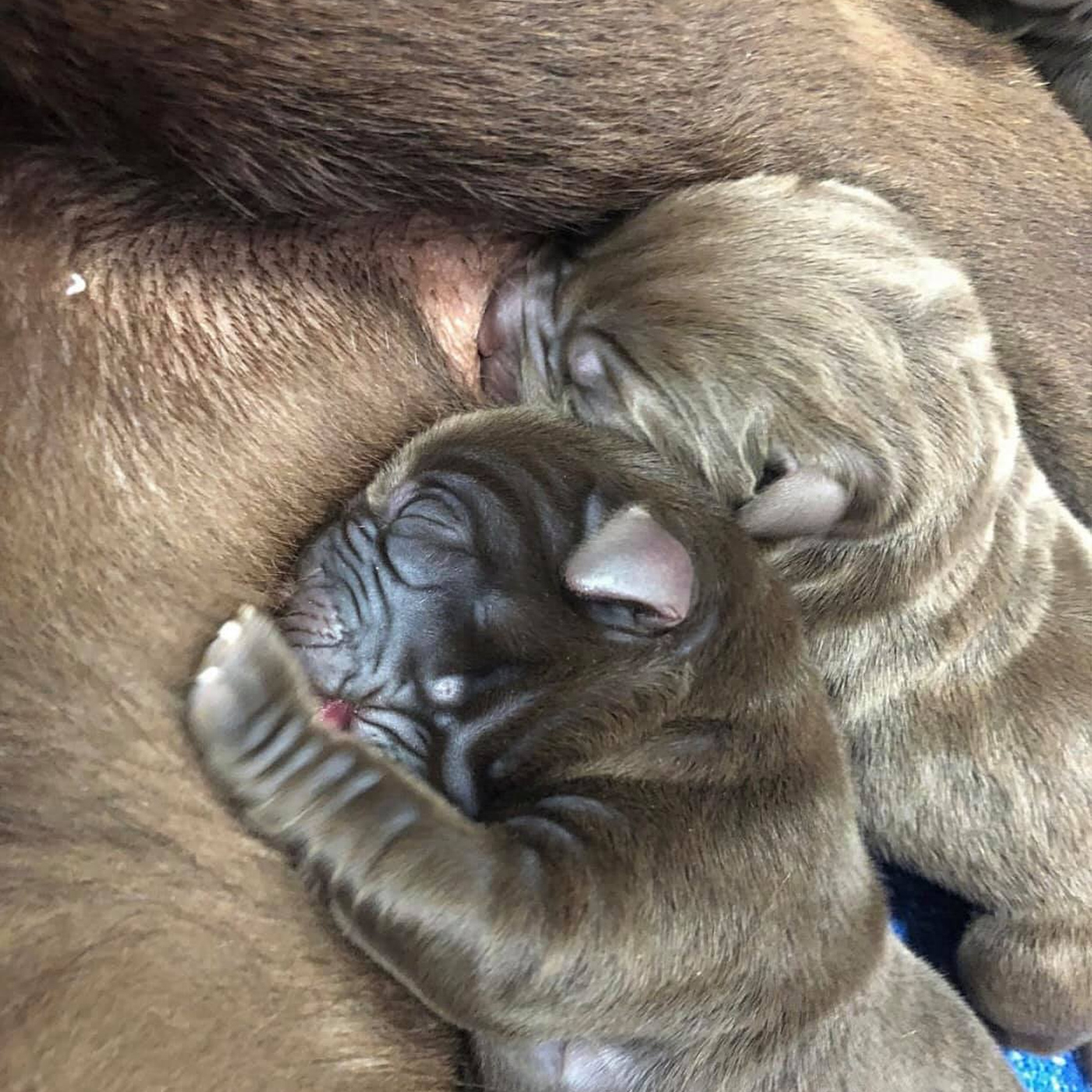 Ballarat Vet Practice - Reproduction - Newborn Puppies