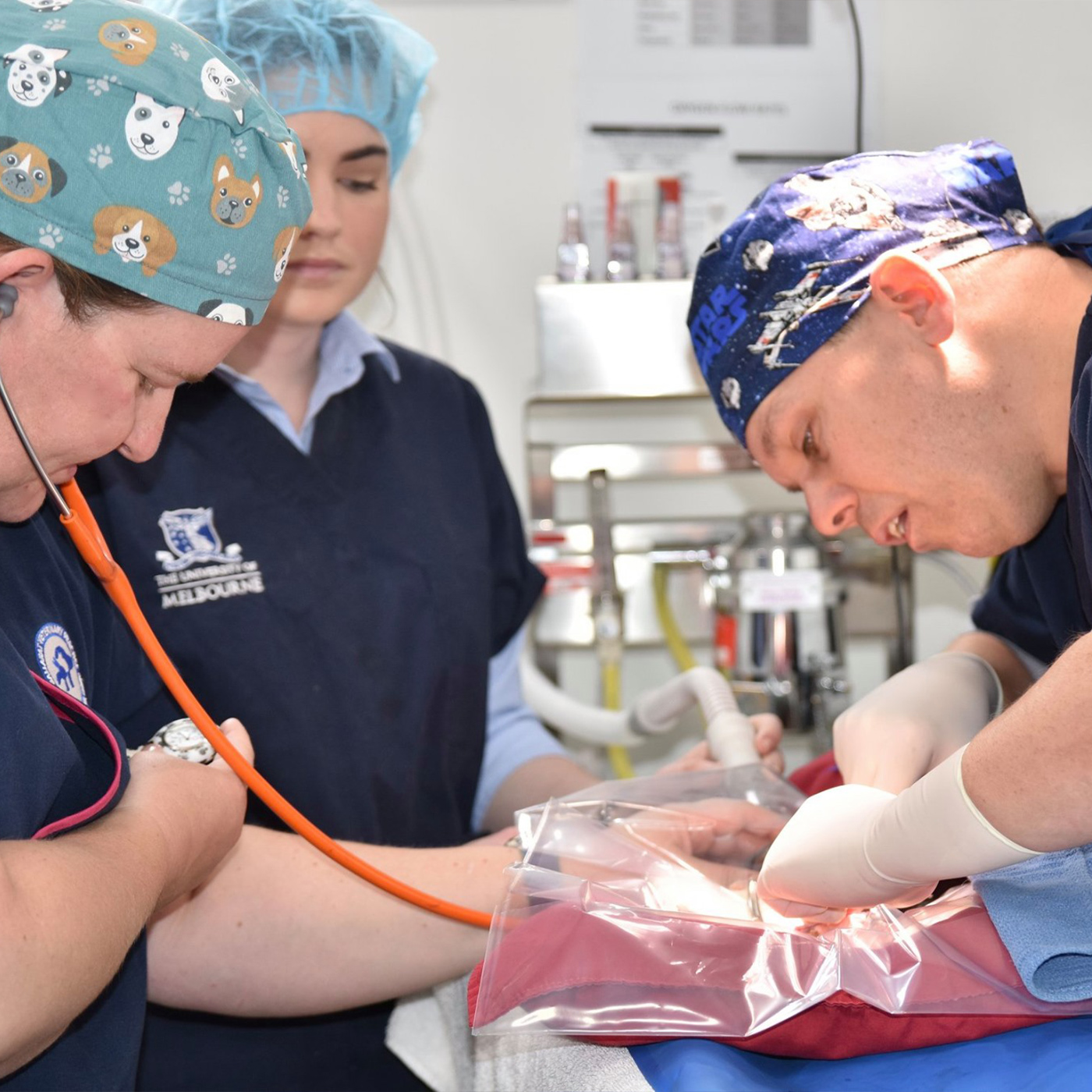 Ballarat Vet Practice - Vet Surgery - Desexing