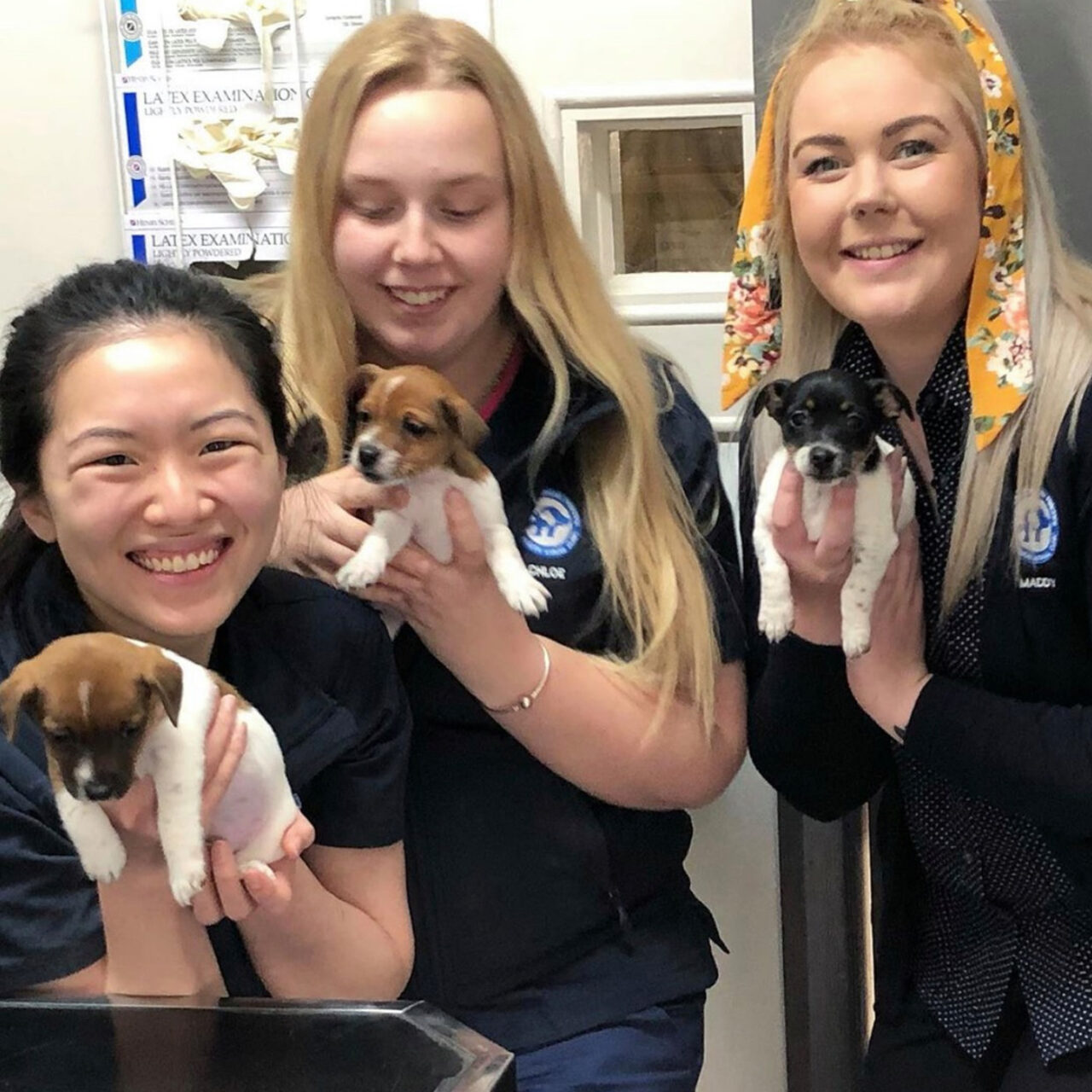 Progesterone Assays Ballarat Veterinary Practice