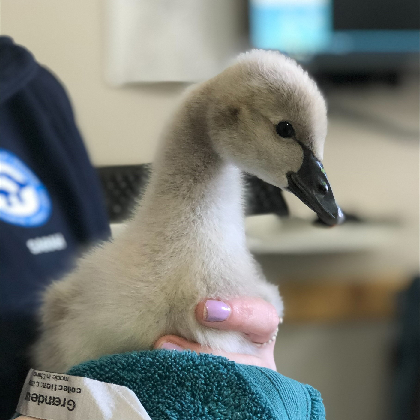 Ballarat Vet Practice - Avian Medicine and Surgery - Signet