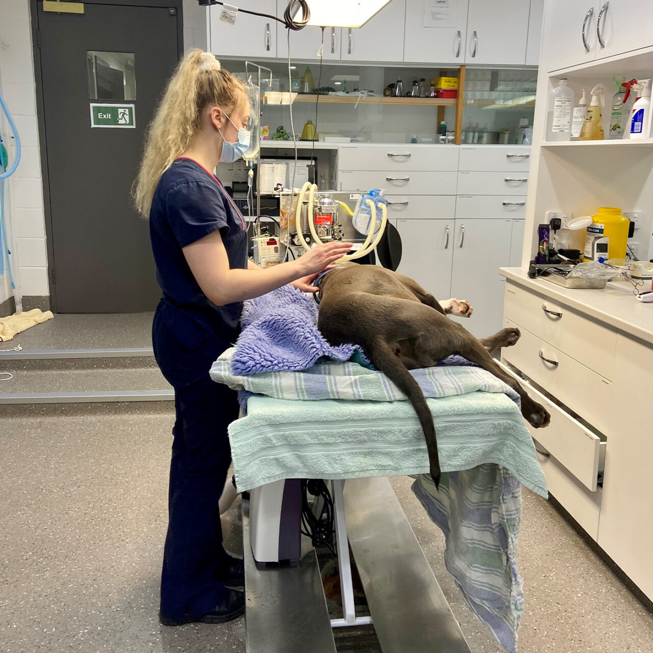 Companion Animal Placements Ballarat Veterinary Practice