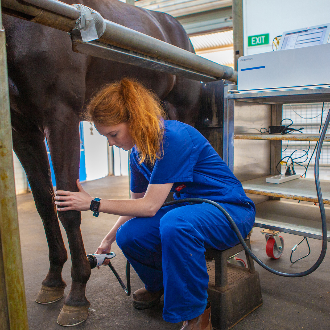Ballarat Vet Practice - Equine Placements for Veterinary Students