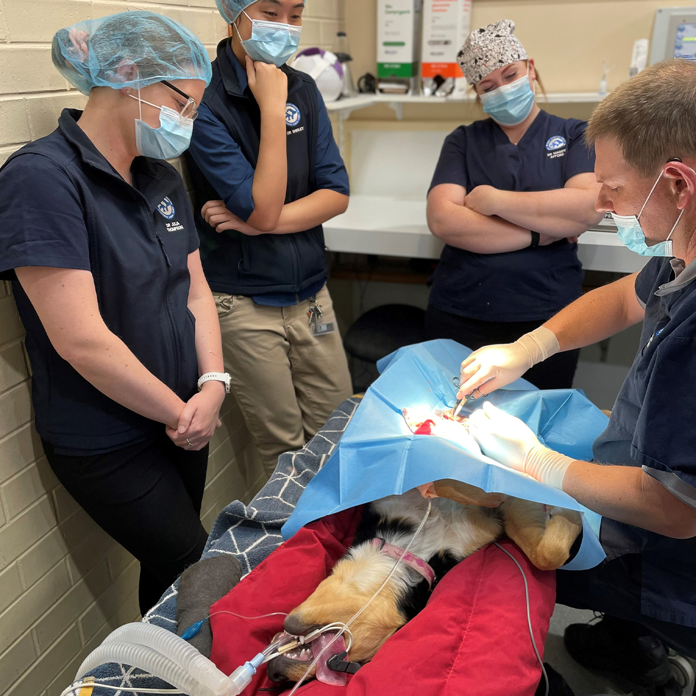 Ballarat Vet Practice - Graduates Surgery