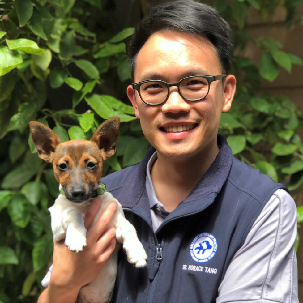 Acupuncture Ballarat Veterinary Practice