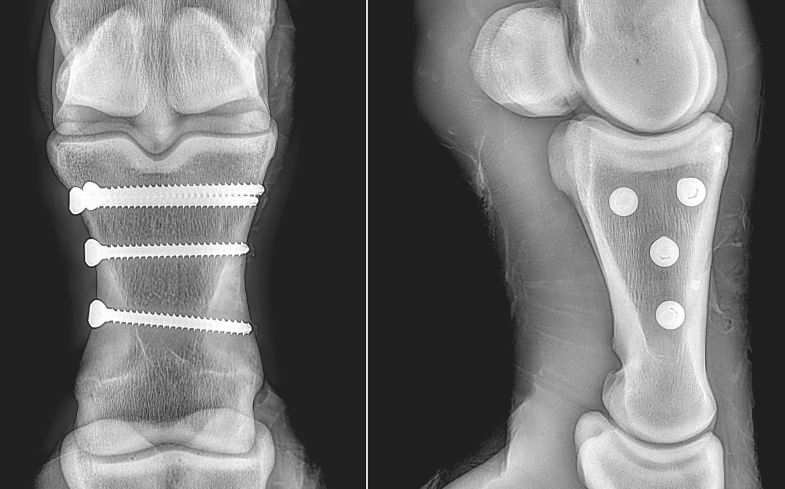 BVP - Equine Orthopaedic Surgery - bone screw repairs