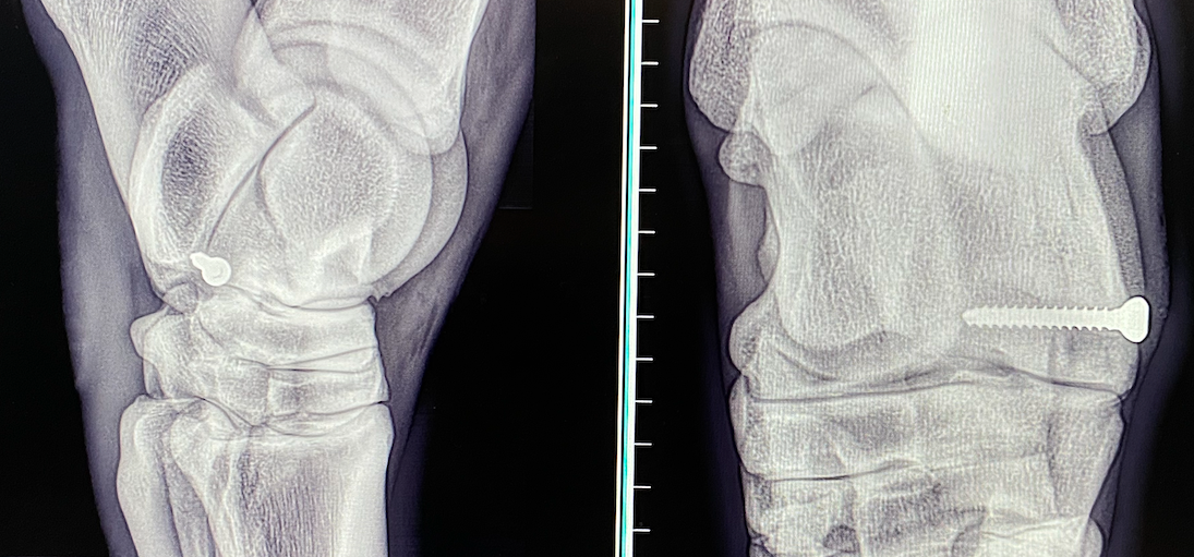 BVP - Equine Orthopaedic Surgery - bone screw repairs