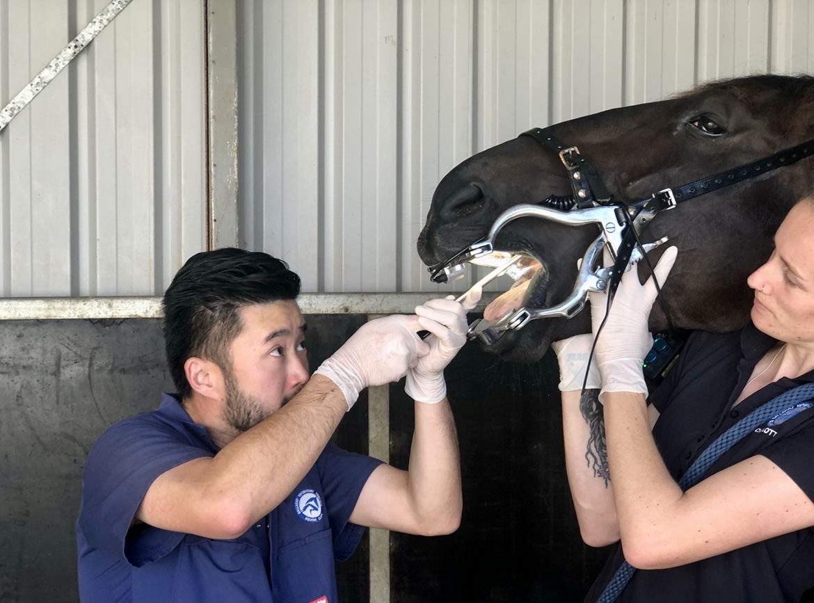 Equine Dentistry