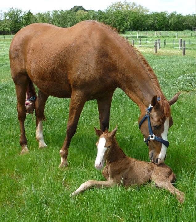 Equine reproduction